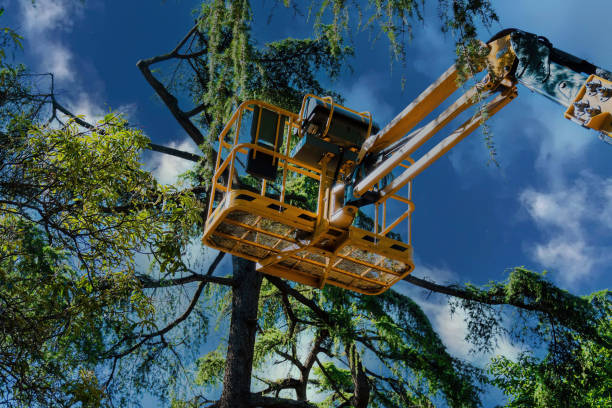 Best Local Tree Services  in Altamonte Springs, FL